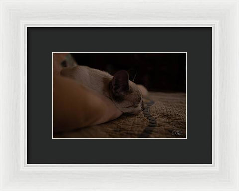 Cat Nap Closeup - Framed Print