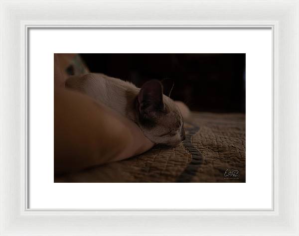 Cat Nap Closeup - Framed Print