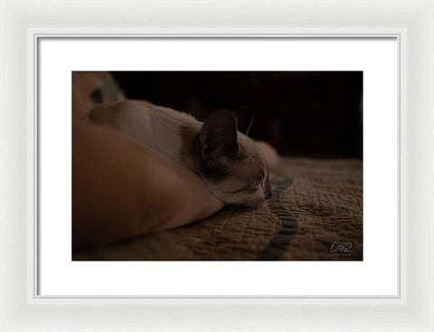 Cat Nap Closeup - Framed Print