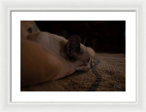 Cat Nap Closeup - Framed Print