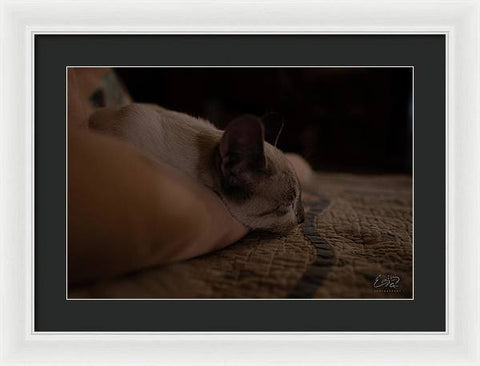 Cat Nap Closeup - Framed Print