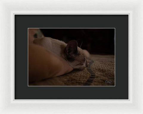 Cat Nap Closeup - Framed Print
