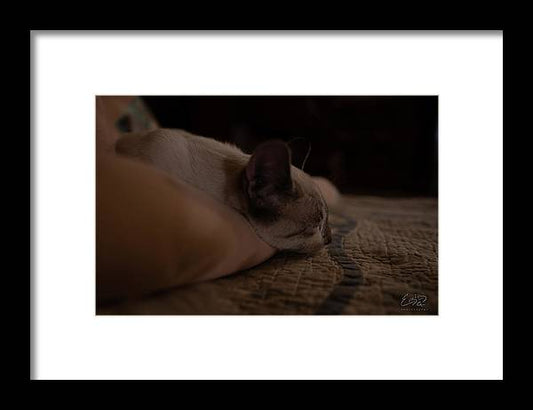 Cat Nap Closeup - Framed Print