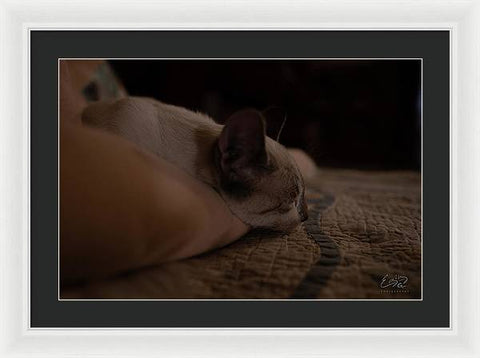 Cat Nap Closeup - Framed Print