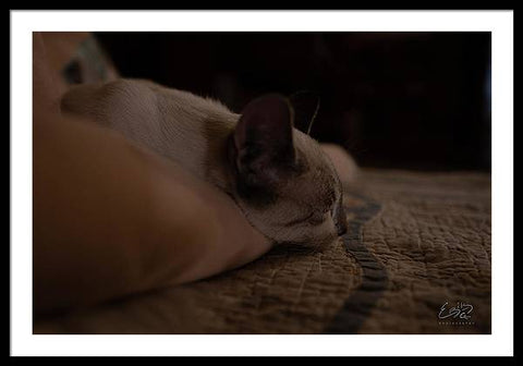 Cat Nap Closeup - Framed Print