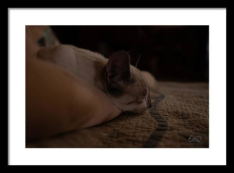 Cat Nap Closeup - Framed Print