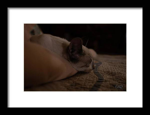 Cat Nap Closeup - Framed Print