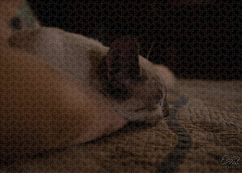 Cat Nap Closeup - Puzzle