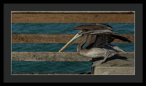 Flexing Pelican - Framed Print