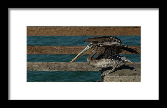Flexing Pelican - Framed Print