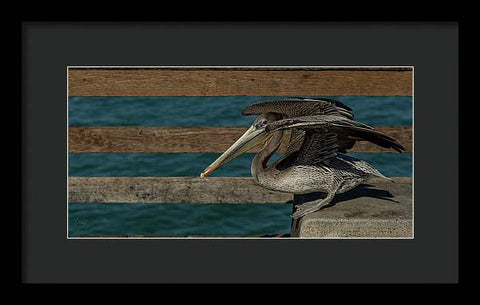 Flexing Pelican - Framed Print