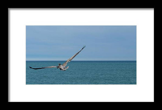 Flying Pelican - Framed Print
