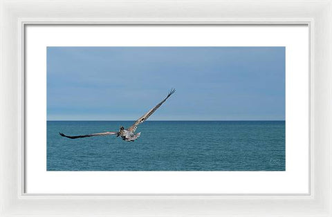 Flying Pelican - Framed Print