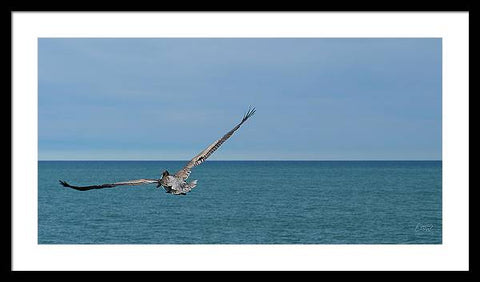 Flying Pelican - Framed Print