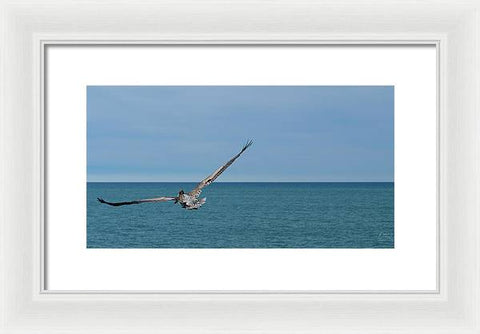 Flying Pelican - Framed Print