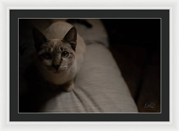 Wanna Play? - Framed Print