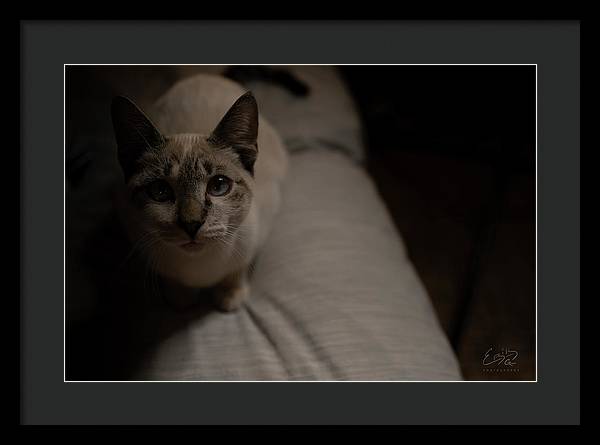 Wanna Play? - Framed Print