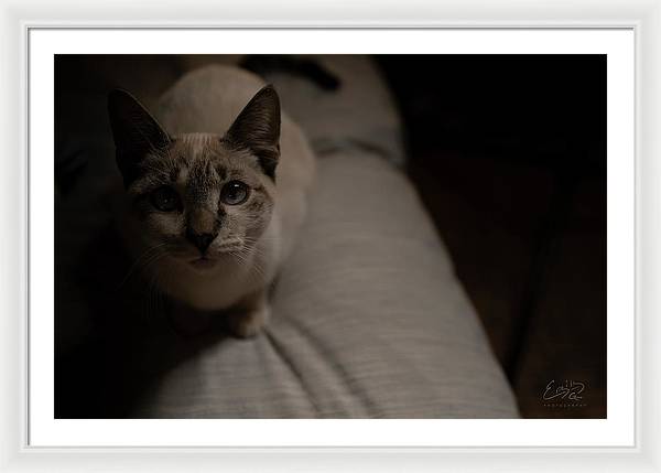 Wanna Play? - Framed Print