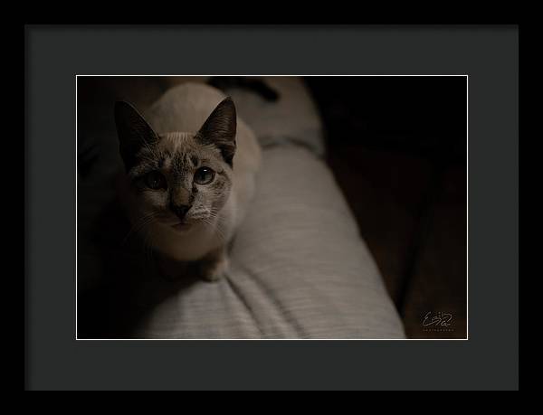 Wanna Play? - Framed Print