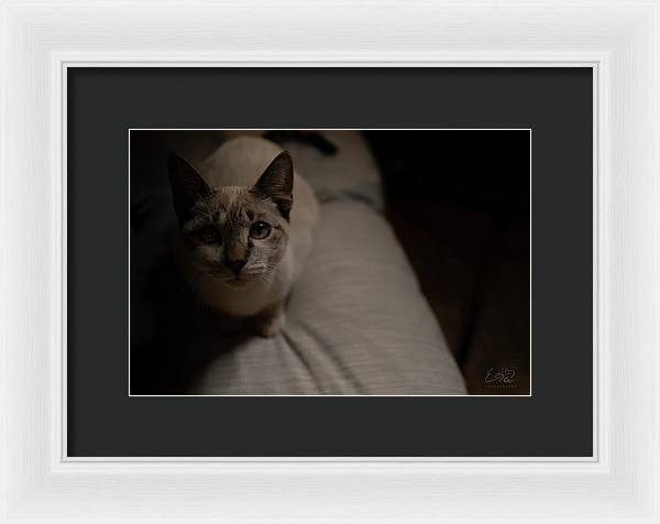 Wanna Play? - Framed Print