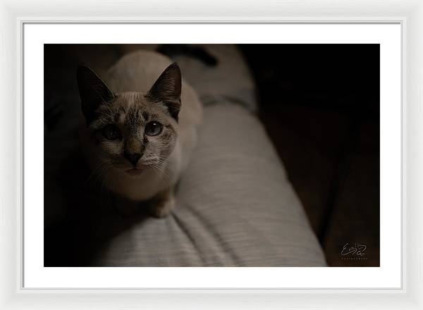 Wanna Play? - Framed Print