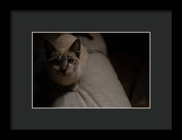 Wanna Play? - Framed Print