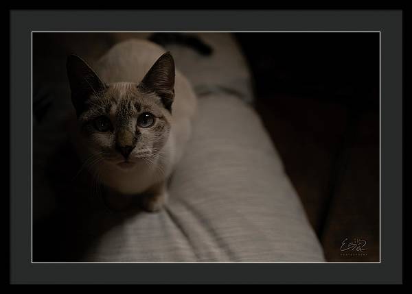 Wanna Play? - Framed Print