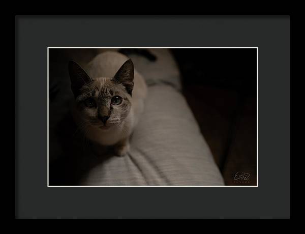 Wanna Play? - Framed Print