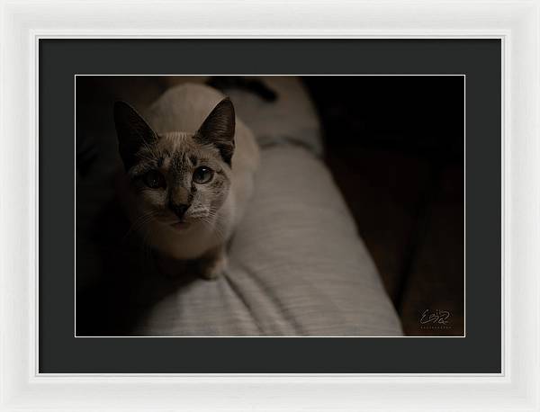 Wanna Play? - Framed Print