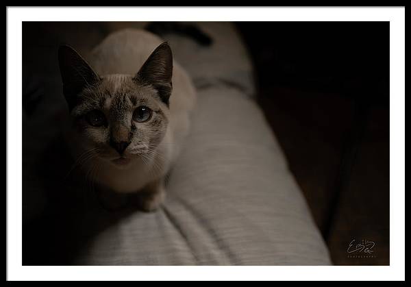 Wanna Play? - Framed Print
