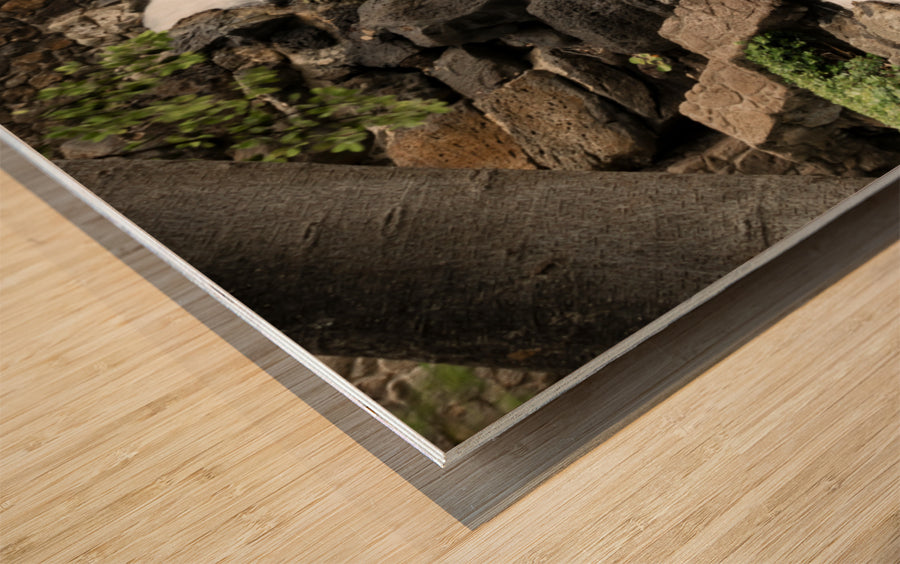Wood Print
